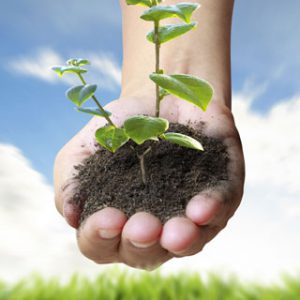 planting a tree Iowa legal strategies